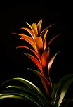 Guzmania lingulata - full plant 1, Heesch, Netherlands Cultivated, potted plant. A few experimental shots with off-camera flash and strong diffusion.<br />
https://www.jungledragon.com/image/135699/guzmania_lingulata_-_flower_1_heesch_netherlands.html<br />
https://www.jungledragon.com/image/135701/guzmania_lingulata_-_full_plant_2_heesch_netherlands.html<br />
https://www.jungledragon.com/image/135702/guzmania_lingulata_-_flower_2_heesch_netherlands.html Diffuser,Europe,Guzmania lingulata,Heesch,Netherlands,Scarlet Star,World,the Netherlands