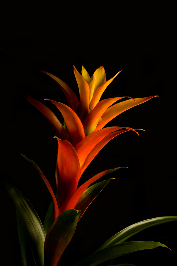 Guzmania lingulata - full plant 2, Heesch, Netherlands Cultivated, potted plant. A few experimental shots with off-camera flash and strong diffusion.<br />
<figure class="photo"><a href="https://www.jungledragon.com/image/135699/guzmania_lingulata_-_flower_1_heesch_netherlands.html" title="Guzmania lingulata - flower 1, Heesch, Netherlands"><img src="https://s3.amazonaws.com/media.jungledragon.com/images/2/135699_thumb.jpg?AWSAccessKeyId=05GMT0V3GWVNE7GGM1R2&Expires=1767225610&Signature=6D%2FK24BEd3JFbNJ%2BqWFPc3RWABc%3D" width="200" height="152" alt="Guzmania lingulata - flower 1, Heesch, Netherlands Cultivated, potted plant. A few experimental shots with off-camera flash and strong diffusion.<br />
https://www.jungledragon.com/image/135700/guzmania_lingulata_-_full_plant_1_heesch_netherlands.html<br />
https://www.jungledragon.com/image/135701/guzmania_lingulata_-_full_plant_2_heesch_netherlands.html<br />
https://www.jungledragon.com/image/135702/guzmania_lingulata_-_flower_2_heesch_netherlands.html Diffuser,Europe,Guzmania lingulata,Heesch,Netherlands,Scarlet Star,World,the Netherlands" /></a></figure><br />
<figure class="photo"><a href="https://www.jungledragon.com/image/135700/guzmania_lingulata_-_full_plant_1_heesch_netherlands.html" title="Guzmania lingulata - full plant 1, Heesch, Netherlands"><img src="https://s3.amazonaws.com/media.jungledragon.com/images/2/135700_thumb.jpg?AWSAccessKeyId=05GMT0V3GWVNE7GGM1R2&Expires=1767225610&Signature=lOI4%2BKPyK%2FLkOiYDOmmLRdKl7pQ%3D" width="104" height="152" alt="Guzmania lingulata - full plant 1, Heesch, Netherlands Cultivated, potted plant. A few experimental shots with off-camera flash and strong diffusion.<br />
https://www.jungledragon.com/image/135699/guzmania_lingulata_-_flower_1_heesch_netherlands.html<br />
https://www.jungledragon.com/image/135701/guzmania_lingulata_-_full_plant_2_heesch_netherlands.html<br />
https://www.jungledragon.com/image/135702/guzmania_lingulata_-_flower_2_heesch_netherlands.html Diffuser,Europe,Guzmania lingulata,Heesch,Netherlands,Scarlet Star,World,the Netherlands" /></a></figure><br />
<figure class="photo"><a href="https://www.jungledragon.com/image/135702/guzmania_lingulata_-_flower_2_heesch_netherlands.html" title="Guzmania lingulata - flower 2, Heesch, Netherlands"><img src="https://s3.amazonaws.com/media.jungledragon.com/images/2/135702_thumb.jpg?AWSAccessKeyId=05GMT0V3GWVNE7GGM1R2&Expires=1767225610&Signature=qSUlY3tkJpfZ6vCaqjrdTRD5P4c%3D" width="200" height="134" alt="Guzmania lingulata - flower 2, Heesch, Netherlands Cultivated, potted plant. A few experimental shots with off-camera flash and strong diffusion.<br />
https://www.jungledragon.com/image/135699/guzmania_lingulata_-_flower_1_heesch_netherlands.html<br />
https://www.jungledragon.com/image/135700/guzmania_lingulata_-_full_plant_1_heesch_netherlands.html<br />
https://www.jungledragon.com/image/135701/guzmania_lingulata_-_full_plant_2_heesch_netherlands.html Diffuser,Europe,Guzmania lingulata,Heesch,Netherlands,Scarlet Star,World,the Netherlands" /></a></figure> Diffuser,Europe,Guzmania lingulata,Heesch,Netherlands,Scarlet Star,World,the Netherlands