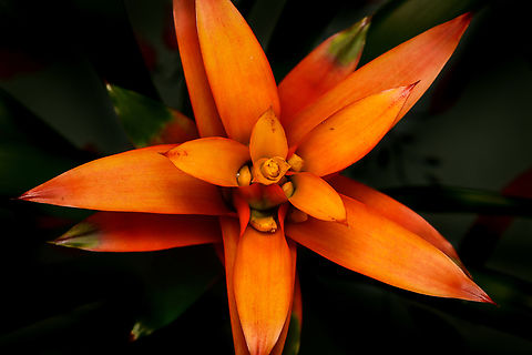 Guzmania lingulata - flower 2, Heesch, Netherlands Cultivated, potted plant. A few experimental shots with off-camera flash and strong diffusion.
https://www.jungledragon.com/image/135699/guzmania_lingulata_-_flower_1_heesch_netherlands.html
https://www.jungledragon.com/image/135700/guzmania_lingulata_-_full_plant_1_heesch_netherlands.html
https://www.jungledragon.com/image/135701/guzmania_lingulata_-_full_plant_2_heesch_netherlands.html Diffuser,Europe,Guzmania lingulata,Heesch,Netherlands,Scarlet Star,World,the Netherlands