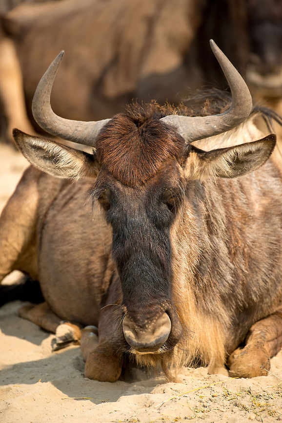 The Great Migration in Great Detail - 1 If you're going to migrate into strange territory, you better make sure you do your hair. This Wildebeest in the Ngorongoro crater seems to be well prepared. Africa,Blue wildebeest,Connochaetes taurinus,Ngorongoro,Ngorongoro Crater,Serengeti area,Tanzania