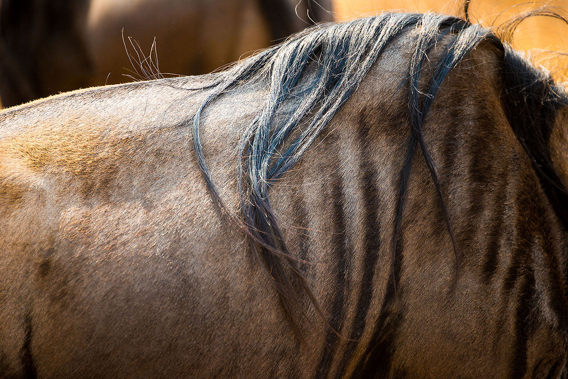 The Great Migration in Great Detail - 2 A closeup of the back of a Wildebeest residing in the Ngorongoro crater. Here you can clearly see the hump, the long black hair, and the vertical stripes. Africa,Blue wildebeest,Connochaetes taurinus,Ngorongoro,Ngorongoro Crater,Serengeti area,Tanzania