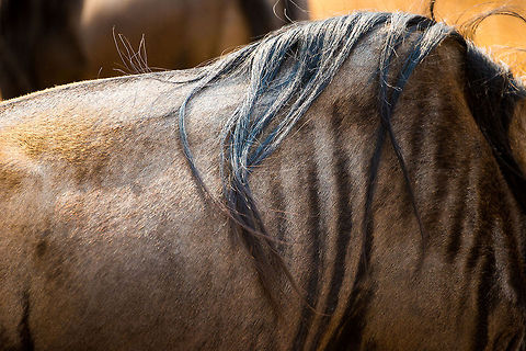 The Great Migration in Great Detail - 2 A closeup of the back of a Wildebeest residing in the Ngorongoro crater. Here you can clearly see the hump, the long black hair, and the vertical stripes. Africa,Blue wildebeest,Connochaetes taurinus,Ngorongoro,Ngorongoro Crater,Serengeti area,Tanzania