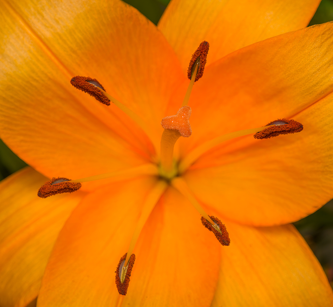 Lilium bulbiferum, Heesch, Netherlands Cultivated indoor flower. Diffuser,Europe,Heesch,Lilium bulbiferum,Netherlands,World,the Netherlands