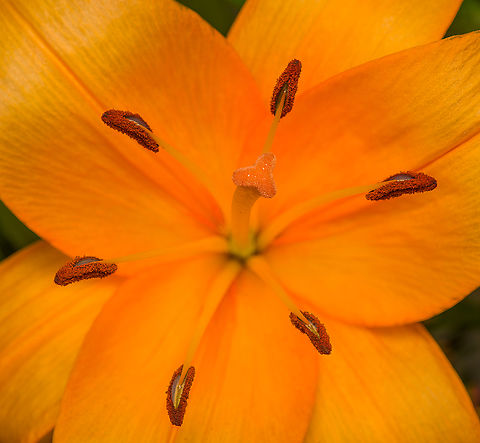 Lilium bulbiferum, Heesch, Netherlands Cultivated indoor flower. Diffuser,Europe,Heesch,Lilium bulbiferum,Netherlands,World,the Netherlands