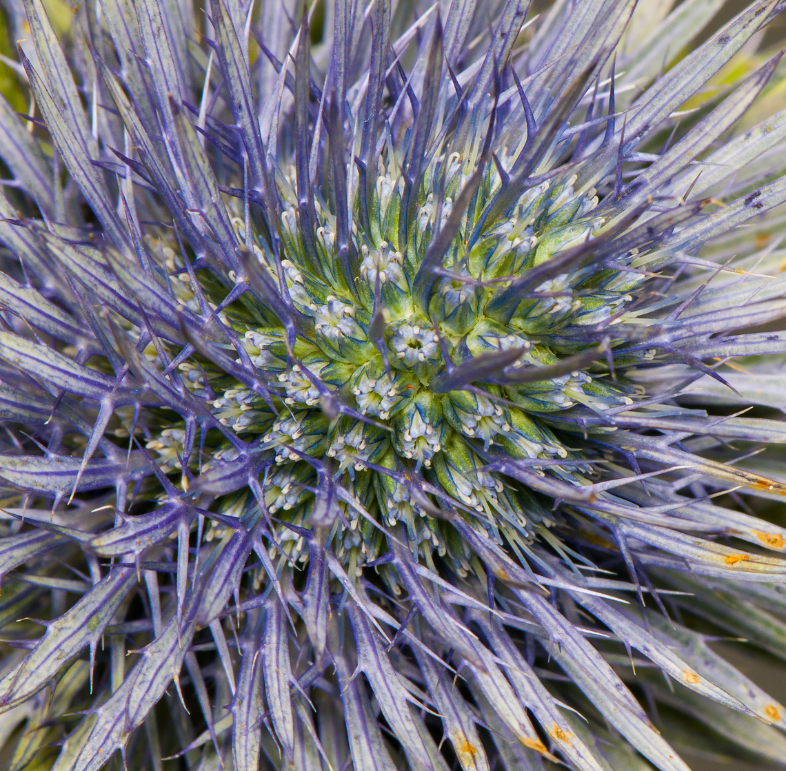 Mediterranean sea holly - flower closeup, Heesch, Netherlands Cultivated indoor plant.<br />
<figure class="photo"><a href="https://www.jungledragon.com/image/135746/mediterranean_sea_holly_heesch_netherlands.html" title="Mediterranean sea holly, Heesch, Netherlands"><img src="https://s3.amazonaws.com/media.jungledragon.com/images/2/135746_thumb.jpg?AWSAccessKeyId=05GMT0V3GWVNE7GGM1R2&Expires=1759968010&Signature=0wQ2Zaaby96gDwZEdQCXBDjb1JU%3D" width="136" height="152" alt="Mediterranean sea holly, Heesch, Netherlands Cultivated indoor plant.<br />
https://www.jungledragon.com/image/135745/mediterranean_sea_holly_-_flower_closeup_heesch_netherlands.html Diffuser,Eryngium bourgatii,Europe,Heesch,Mediterranean sea holly,Netherlands,World,the Netherlands" /></a></figure> Diffuser,Eryngium bourgatii,Europe,Heesch,Mediterranean sea holly,Netherlands,World,the Netherlands