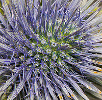 Mediterranean sea holly - flower closeup, Heesch, Netherlands Cultivated indoor plant.<br />
https://www.jungledragon.com/image/135746/mediterranean_sea_holly_heesch_netherlands.html Diffuser,Eryngium bourgatii,Europe,Heesch,Mediterranean sea holly,Netherlands,World,the Netherlands