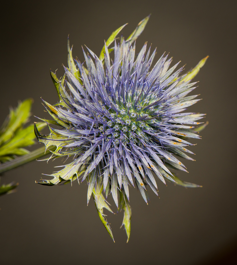 Mediterranean sea holly, Heesch, Netherlands Cultivated indoor plant.<br />
<figure class="photo"><a href="https://www.jungledragon.com/image/135745/mediterranean_sea_holly_-_flower_closeup_heesch_netherlands.html" title="Mediterranean sea holly - flower closeup, Heesch, Netherlands"><img src="https://s3.amazonaws.com/media.jungledragon.com/images/2/135745_thumb.jpg?AWSAccessKeyId=05GMT0V3GWVNE7GGM1R2&Expires=1759968010&Signature=EMmx4wEWWAfXiDigyimJZXG2uxU%3D" width="200" height="198" alt="Mediterranean sea holly - flower closeup, Heesch, Netherlands Cultivated indoor plant.<br />
https://www.jungledragon.com/image/135746/mediterranean_sea_holly_heesch_netherlands.html Diffuser,Eryngium bourgatii,Europe,Heesch,Mediterranean sea holly,Netherlands,World,the Netherlands" /></a></figure> Diffuser,Eryngium bourgatii,Europe,Heesch,Mediterranean sea holly,Netherlands,World,the Netherlands