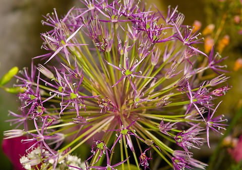 Star of Persia, Heesch, Netherlands Indoor cultivated plant. Allium cristophii,Diffuser,Europe,Heesch,Netherlands,World,the Netherlands