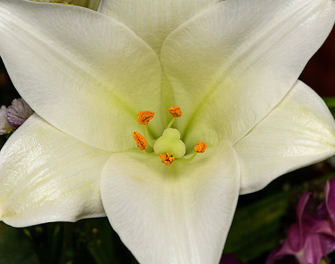 Madonna Lily, Heesch, Netherlands Indoor cultivated plant. Diffuser,Europe,Heesch,Lilium candidum,Madonna Lily,Netherlands,World,the Netherlands
