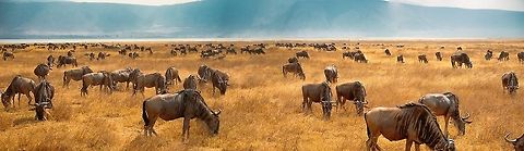 Panorama of Wildebeest grazing on the Ngorongoro crater floor, Tanzania Life inside the Ngorongoro crater. Whilst there is no safe spot to be found on the crater floor, these Wildebeest manage to feed relatively safely by spreading out and facing all directions. This is a handshot panorama so I was surprised it worked at all, given the moving subjects. Africa,Blue wildebeest,Connochaetes taurinus,Ngorongoro,Ngorongoro Crater,Panorama,Serengeti area,Tanzania