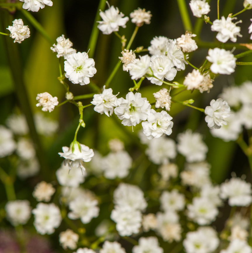 Baby's-Breath, Heesch, Netherlands Indoor cultivated plant. Diffuser,Europe,Gypsophila paniculata,Heesch,Netherlands,World,the Netherlands
