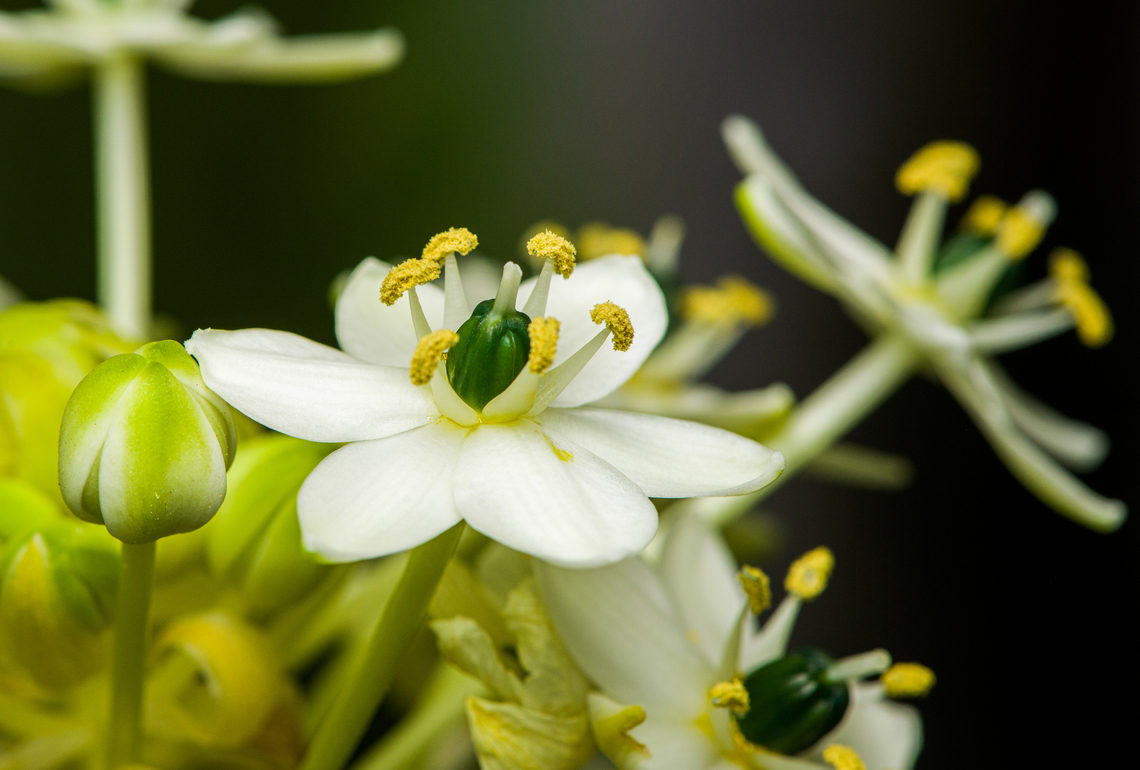 Arabian Star-Flower, Heesch, Netherlands Indoor cultivated plant. Diffuser,Europe,Heesch,Netherlands,Ornithogalum arabicum,World,the Netherlands