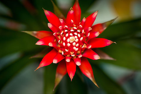 Guzmania monostachia - flower core, Heesch, Netherlands Cultivated indoor plant.
https://www.jungledragon.com/image/135753/guzmania_monostachia_-_full_plant_heesch_netherlands.html
https://www.jungledragon.com/image/135754/guzmania_monostachia_-_plant_closeup_heesch_netherlands.html
https://www.jungledragon.com/image/135755/guzmania_monostachia_-_flower_heesch_netherlands.html
https://www.jungledragon.com/image/135756/guzmania_monostachia_-_flower_frontal_heesch_netherlands.html Diffuser,Europe,Guzmania monostachia,Heesch,Netherlands,West Indian Tufted Airplant,World,the Netherlands