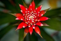 Guzmania monostachia - flower core, Heesch, Netherlands Cultivated indoor plant.<br />
https://www.jungledragon.com/image/135753/guzmania_monostachia_-_full_plant_heesch_netherlands.html<br />
https://www.jungledragon.com/image/135754/guzmania_monostachia_-_plant_closeup_heesch_netherlands.html<br />
https://www.jungledragon.com/image/135755/guzmania_monostachia_-_flower_heesch_netherlands.html<br />
https://www.jungledragon.com/image/135756/guzmania_monostachia_-_flower_frontal_heesch_netherlands.html Diffuser,Europe,Guzmania monostachia,Heesch,Netherlands,West Indian Tufted Airplant,World,the Netherlands