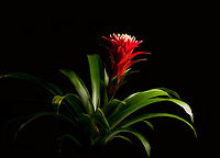 Guzmania monostachia - full plant, Heesch, Netherlands Cultivated indoor plant.<br />
https://www.jungledragon.com/image/135754/guzmania_monostachia_-_plant_closeup_heesch_netherlands.html<br />
https://www.jungledragon.com/image/135752/guzmania_monostachia_-_flower_core_heesch_netherlands.html<br />
https://www.jungledragon.com/image/135755/guzmania_monostachia_-_flower_heesch_netherlands.html<br />
https://www.jungledragon.com/image/135756/guzmania_monostachia_-_flower_frontal_heesch_netherlands.html Diffuser,Europe,Guzmania monostachia,Heesch,Netherlands,West Indian Tufted Airplant,World,the Netherlands
