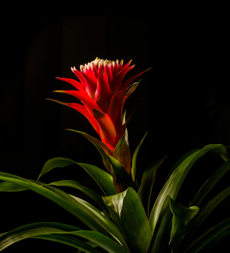 Guzmania monostachia - plant closeup, Heesch, Netherlands Cultivated indoor plant.<br />
<figure class="photo"><a href="https://www.jungledragon.com/image/135753/guzmania_monostachia_-_full_plant_heesch_netherlands.html" title="Guzmania monostachia - full plant, Heesch, Netherlands"><img src="https://s3.amazonaws.com/media.jungledragon.com/images/2/135753_thumb.jpg?AWSAccessKeyId=05GMT0V3GWVNE7GGM1R2&Expires=1767225610&Signature=VIwL80FYhJD6PW%2B77P4Dp5sLr7w%3D" width="200" height="146" alt="Guzmania monostachia - full plant, Heesch, Netherlands Cultivated indoor plant.<br />
https://www.jungledragon.com/image/135754/guzmania_monostachia_-_plant_closeup_heesch_netherlands.html<br />
https://www.jungledragon.com/image/135752/guzmania_monostachia_-_flower_core_heesch_netherlands.html<br />
https://www.jungledragon.com/image/135755/guzmania_monostachia_-_flower_heesch_netherlands.html<br />
https://www.jungledragon.com/image/135756/guzmania_monostachia_-_flower_frontal_heesch_netherlands.html Diffuser,Europe,Guzmania monostachia,Heesch,Netherlands,West Indian Tufted Airplant,World,the Netherlands" /></a></figure><br />
<figure class="photo"><a href="https://www.jungledragon.com/image/135752/guzmania_monostachia_-_flower_core_heesch_netherlands.html" title="Guzmania monostachia - flower core, Heesch, Netherlands"><img src="https://s3.amazonaws.com/media.jungledragon.com/images/2/135752_thumb.jpg?AWSAccessKeyId=05GMT0V3GWVNE7GGM1R2&Expires=1767225610&Signature=drGn30TbhWzWGDBc4WhYOVI%2BnM0%3D" width="200" height="134" alt="Guzmania monostachia - flower core, Heesch, Netherlands Cultivated indoor plant.<br />
https://www.jungledragon.com/image/135753/guzmania_monostachia_-_full_plant_heesch_netherlands.html<br />
https://www.jungledragon.com/image/135754/guzmania_monostachia_-_plant_closeup_heesch_netherlands.html<br />
https://www.jungledragon.com/image/135755/guzmania_monostachia_-_flower_heesch_netherlands.html<br />
https://www.jungledragon.com/image/135756/guzmania_monostachia_-_flower_frontal_heesch_netherlands.html Diffuser,Europe,Guzmania monostachia,Heesch,Netherlands,West Indian Tufted Airplant,World,the Netherlands" /></a></figure><br />
<figure class="photo"><a href="https://www.jungledragon.com/image/135755/guzmania_monostachia_-_flower_heesch_netherlands.html" title="Guzmania monostachia - flower, Heesch, Netherlands"><img src="https://s3.amazonaws.com/media.jungledragon.com/images/2/135755_thumb.jpg?AWSAccessKeyId=05GMT0V3GWVNE7GGM1R2&Expires=1767225610&Signature=jlensVZVUKeUM4EKp4UpbkrOY2k%3D" width="200" height="134" alt="Guzmania monostachia - flower, Heesch, Netherlands Cultivated indoor plant.<br />
https://www.jungledragon.com/image/135753/guzmania_monostachia_-_full_plant_heesch_netherlands.html<br />
https://www.jungledragon.com/image/135754/guzmania_monostachia_-_plant_closeup_heesch_netherlands.html<br />
https://www.jungledragon.com/image/135752/guzmania_monostachia_-_flower_core_heesch_netherlands.html<br />
https://www.jungledragon.com/image/135756/guzmania_monostachia_-_flower_frontal_heesch_netherlands.html Diffuser,Europe,Guzmania monostachia,Heesch,Netherlands,World,the Netherlands" /></a></figure><br />
<figure class="photo"><a href="https://www.jungledragon.com/image/135756/guzmania_monostachia_-_flower_frontal_heesch_netherlands.html" title="Guzmania monostachia - flower frontal, Heesch, Netherlands"><img src="https://s3.amazonaws.com/media.jungledragon.com/images/2/135756_thumb.jpg?AWSAccessKeyId=05GMT0V3GWVNE7GGM1R2&Expires=1767225610&Signature=21GTigmZv72qMRmrmq2R0kUooys%3D" width="200" height="134" alt="Guzmania monostachia - flower frontal, Heesch, Netherlands Cultivated indoor plant.<br />
https://www.jungledragon.com/image/135753/guzmania_monostachia_-_full_plant_heesch_netherlands.html<br />
https://www.jungledragon.com/image/135754/guzmania_monostachia_-_plant_closeup_heesch_netherlands.html<br />
https://www.jungledragon.com/image/135752/guzmania_monostachia_-_flower_core_heesch_netherlands.html<br />
https://www.jungledragon.com/image/135755/guzmania_monostachia_-_flower_heesch_netherlands.html Diffuser,Europe,Guzmania monostachia,Heesch,Netherlands,West Indian Tufted Airplant,World,the Netherlands" /></a></figure> Diffuser,Europe,Guzmania monostachia,Heesch,Netherlands,West Indian Tufted Airplant,World,the Netherlands