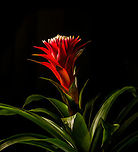 Guzmania monostachia - plant closeup, Heesch, Netherlands Cultivated indoor plant.<br />
https://www.jungledragon.com/image/135753/guzmania_monostachia_-_full_plant_heesch_netherlands.html<br />
https://www.jungledragon.com/image/135752/guzmania_monostachia_-_flower_core_heesch_netherlands.html<br />
https://www.jungledragon.com/image/135755/guzmania_monostachia_-_flower_heesch_netherlands.html<br />
https://www.jungledragon.com/image/135756/guzmania_monostachia_-_flower_frontal_heesch_netherlands.html Diffuser,Europe,Guzmania monostachia,Heesch,Netherlands,West Indian Tufted Airplant,World,the Netherlands