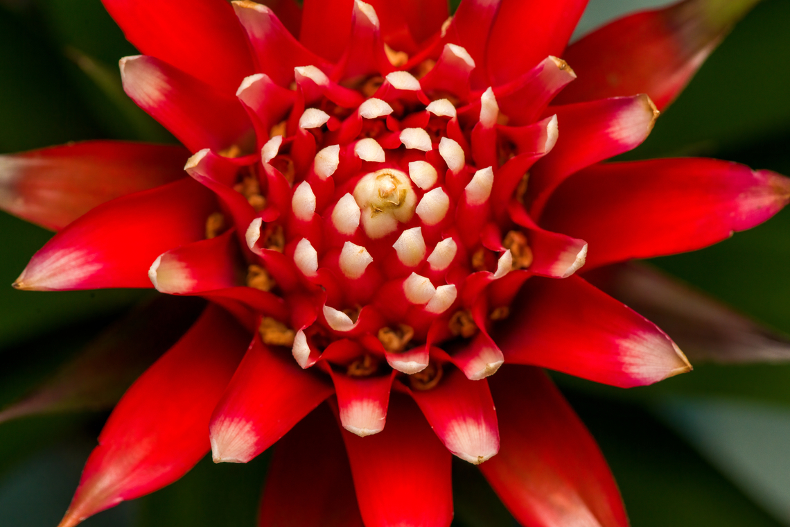Guzmania monostachia - flower, Heesch, Netherlands Cultivated indoor plant.<br />
<figure class="photo"><a href="https://www.jungledragon.com/image/135753/guzmania_monostachia_-_full_plant_heesch_netherlands.html" title="Guzmania monostachia - full plant, Heesch, Netherlands"><img src="https://s3.amazonaws.com/media.jungledragon.com/images/2/135753_thumb.jpg?AWSAccessKeyId=05GMT0V3GWVNE7GGM1R2&Expires=1769040010&Signature=ctzi5tMmVZzPb90XhglhTjT5HVA%3D" width="200" height="146" alt="Guzmania monostachia - full plant, Heesch, Netherlands Cultivated indoor plant.<br />
https://www.jungledragon.com/image/135754/guzmania_monostachia_-_plant_closeup_heesch_netherlands.html<br />
https://www.jungledragon.com/image/135752/guzmania_monostachia_-_flower_core_heesch_netherlands.html<br />
https://www.jungledragon.com/image/135755/guzmania_monostachia_-_flower_heesch_netherlands.html<br />
https://www.jungledragon.com/image/135756/guzmania_monostachia_-_flower_frontal_heesch_netherlands.html Diffuser,Europe,Guzmania monostachia,Heesch,Netherlands,West Indian Tufted Airplant,World,the Netherlands" /></a></figure><br />
<figure class="photo"><a href="https://www.jungledragon.com/image/135754/guzmania_monostachia_-_plant_closeup_heesch_netherlands.html" title="Guzmania monostachia - plant closeup, Heesch, Netherlands"><img src="https://s3.amazonaws.com/media.jungledragon.com/images/2/135754_thumb.jpg?AWSAccessKeyId=05GMT0V3GWVNE7GGM1R2&Expires=1769040010&Signature=%2FzXdfAob7l2rdKAYTWlG%2Bkqbr%2Bw%3D" width="140" height="152" alt="Guzmania monostachia - plant closeup, Heesch, Netherlands Cultivated indoor plant.<br />
https://www.jungledragon.com/image/135753/guzmania_monostachia_-_full_plant_heesch_netherlands.html<br />
https://www.jungledragon.com/image/135752/guzmania_monostachia_-_flower_core_heesch_netherlands.html<br />
https://www.jungledragon.com/image/135755/guzmania_monostachia_-_flower_heesch_netherlands.html<br />
https://www.jungledragon.com/image/135756/guzmania_monostachia_-_flower_frontal_heesch_netherlands.html Diffuser,Europe,Guzmania monostachia,Heesch,Netherlands,West Indian Tufted Airplant,World,the Netherlands" /></a></figure><br />
<figure class="photo"><a href="https://www.jungledragon.com/image/135752/guzmania_monostachia_-_flower_core_heesch_netherlands.html" title="Guzmania monostachia - flower core, Heesch, Netherlands"><img src="https://s3.amazonaws.com/media.jungledragon.com/images/2/135752_thumb.jpg?AWSAccessKeyId=05GMT0V3GWVNE7GGM1R2&Expires=1769040010&Signature=oN56%2BRBCmM%2BZ7m%2FEuC8oiGfuQr4%3D" width="200" height="134" alt="Guzmania monostachia - flower core, Heesch, Netherlands Cultivated indoor plant.<br />
https://www.jungledragon.com/image/135753/guzmania_monostachia_-_full_plant_heesch_netherlands.html<br />
https://www.jungledragon.com/image/135754/guzmania_monostachia_-_plant_closeup_heesch_netherlands.html<br />
https://www.jungledragon.com/image/135755/guzmania_monostachia_-_flower_heesch_netherlands.html<br />
https://www.jungledragon.com/image/135756/guzmania_monostachia_-_flower_frontal_heesch_netherlands.html Diffuser,Europe,Guzmania monostachia,Heesch,Netherlands,West Indian Tufted Airplant,World,the Netherlands" /></a></figure><br />
<figure class="photo"><a href="https://www.jungledragon.com/image/135756/guzmania_monostachia_-_flower_frontal_heesch_netherlands.html" title="Guzmania monostachia - flower frontal, Heesch, Netherlands"><img src="https://s3.amazonaws.com/media.jungledragon.com/images/2/135756_thumb.jpg?AWSAccessKeyId=05GMT0V3GWVNE7GGM1R2&Expires=1769040010&Signature=%2FnH1iPJSQedbkYKOt%2FdDtKFflHY%3D" width="200" height="134" alt="Guzmania monostachia - flower frontal, Heesch, Netherlands Cultivated indoor plant.<br />
https://www.jungledragon.com/image/135753/guzmania_monostachia_-_full_plant_heesch_netherlands.html<br />
https://www.jungledragon.com/image/135754/guzmania_monostachia_-_plant_closeup_heesch_netherlands.html<br />
https://www.jungledragon.com/image/135752/guzmania_monostachia_-_flower_core_heesch_netherlands.html<br />
https://www.jungledragon.com/image/135755/guzmania_monostachia_-_flower_heesch_netherlands.html Diffuser,Europe,Guzmania monostachia,Heesch,Netherlands,West Indian Tufted Airplant,World,the Netherlands" /></a></figure> Diffuser,Europe,Guzmania monostachia,Heesch,Netherlands,World,the Netherlands
