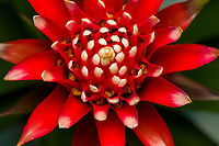 Guzmania monostachia - flower, Heesch, Netherlands Cultivated indoor plant.<br />
https://www.jungledragon.com/image/135753/guzmania_monostachia_-_full_plant_heesch_netherlands.html<br />
https://www.jungledragon.com/image/135754/guzmania_monostachia_-_plant_closeup_heesch_netherlands.html<br />
https://www.jungledragon.com/image/135752/guzmania_monostachia_-_flower_core_heesch_netherlands.html<br />
https://www.jungledragon.com/image/135756/guzmania_monostachia_-_flower_frontal_heesch_netherlands.html Diffuser,Europe,Guzmania monostachia,Heesch,Netherlands,World,the Netherlands