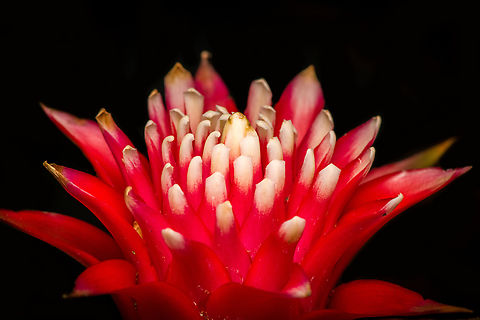 Guzmania monostachia - flower frontal, Heesch, Netherlands Cultivated indoor plant.
https://www.jungledragon.com/image/135753/guzmania_monostachia_-_full_plant_heesch_netherlands.html
https://www.jungledragon.com/image/135754/guzmania_monostachia_-_plant_closeup_heesch_netherlands.html
https://www.jungledragon.com/image/135752/guzmania_monostachia_-_flower_core_heesch_netherlands.html
https://www.jungledragon.com/image/135755/guzmania_monostachia_-_flower_heesch_netherlands.html Diffuser,Europe,Guzmania monostachia,Heesch,Netherlands,West Indian Tufted Airplant,World,the Netherlands