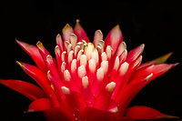 Guzmania monostachia - flower frontal, Heesch, Netherlands Cultivated indoor plant.<br />
https://www.jungledragon.com/image/135753/guzmania_monostachia_-_full_plant_heesch_netherlands.html<br />
https://www.jungledragon.com/image/135754/guzmania_monostachia_-_plant_closeup_heesch_netherlands.html<br />
https://www.jungledragon.com/image/135752/guzmania_monostachia_-_flower_core_heesch_netherlands.html<br />
https://www.jungledragon.com/image/135755/guzmania_monostachia_-_flower_heesch_netherlands.html Diffuser,Europe,Guzmania monostachia,Heesch,Netherlands,West Indian Tufted Airplant,World,the Netherlands