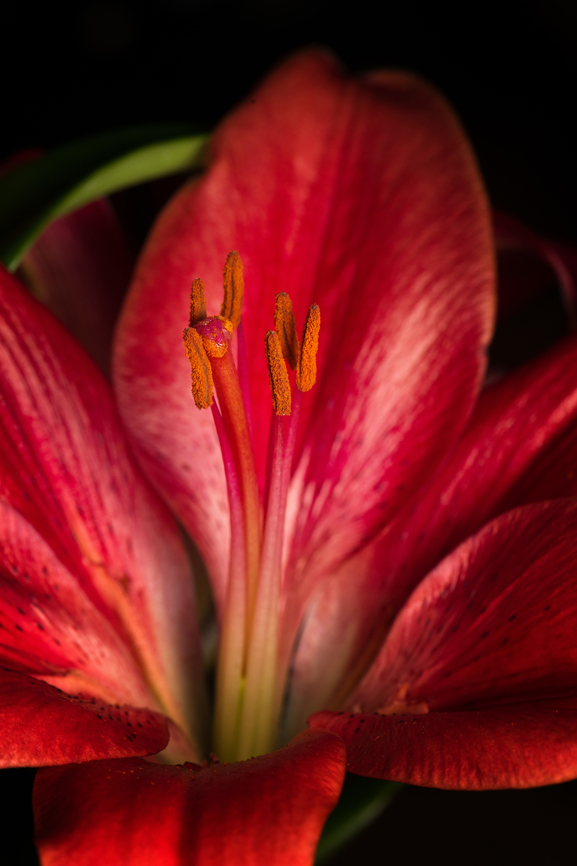 Lilium bulbiferum (red), Heesch, Netherlands Cultivated indoor plant.<br />
<figure class="photo"><a href="https://www.jungledragon.com/image/135760/lilium_bulbiferum_red_-_flower_core_heesch_netherlands.html" title="Lilium bulbiferum (red) - flower core, Heesch, Netherlands"><img src="https://s3.amazonaws.com/media.jungledragon.com/images/2/135760_thumb.jpg?AWSAccessKeyId=05GMT0V3GWVNE7GGM1R2&Expires=1759968010&Signature=C0uy7XnDtGM5Uj8aB%2Bcmfq%2BG97U%3D" width="200" height="134" alt="Lilium bulbiferum (red) - flower core, Heesch, Netherlands Cultivated indoor plant.<br />
https://www.jungledragon.com/image/135757/lilium_bulbiferum_red_heesch_netherlands.html<br />
https://www.jungledragon.com/image/135761/lilium_bulbiferum_red_-_stamen_heesch_netherlands.html<br />
https://www.jungledragon.com/image/135758/lilium_bulbiferum_red_-_stamen_and_stigma_closeup_heesch_netherlands.html<br />
https://www.jungledragon.com/image/135759/lilium_bulbiferum_red_-_stamen_and_stigma_heesch_netherlands.html<br />
 Diffuser,Europe,Fire lily,Heesch,Lilium bulbiferum,Netherlands,World,the Netherlands" /></a></figure><br />
<figure class="photo"><a href="https://www.jungledragon.com/image/135761/lilium_bulbiferum_red_-_stamen_heesch_netherlands.html" title="Lilium bulbiferum (red) - stamen, Heesch, Netherlands"><img src="https://s3.amazonaws.com/media.jungledragon.com/images/2/135761_thumb.jpg?AWSAccessKeyId=05GMT0V3GWVNE7GGM1R2&Expires=1759968010&Signature=lwpaLM7qPHtmfZ7%2BIpXBJSLwaBg%3D" width="200" height="134" alt="Lilium bulbiferum (red) - stamen, Heesch, Netherlands Cultivated indoor plant.<br />
https://www.jungledragon.com/image/135760/lilium_bulbiferum_red_-_flower_core_heesch_netherlands.html<br />
https://www.jungledragon.com/image/135757/lilium_bulbiferum_red_heesch_netherlands.html<br />
https://www.jungledragon.com/image/135758/lilium_bulbiferum_red_-_stamen_and_stigma_closeup_heesch_netherlands.html<br />
https://www.jungledragon.com/image/135759/lilium_bulbiferum_red_-_stamen_and_stigma_heesch_netherlands.html<br />
 Diffuser,Europe,Fire lily,Heesch,Lilium bulbiferum,Netherlands,World,the Netherlands" /></a></figure><br />
<figure class="photo"><a href="https://www.jungledragon.com/image/135758/lilium_bulbiferum_red_-_stamen_and_stigma_closeup_heesch_netherlands.html" title="Lilium bulbiferum (red) - stamen and stigma closeup, Heesch, Netherlands"><img src="https://s3.amazonaws.com/media.jungledragon.com/images/2/135758_thumb.jpg?AWSAccessKeyId=05GMT0V3GWVNE7GGM1R2&Expires=1759968010&Signature=mxyczcLuCbRUzDrbZyEG20dqW3k%3D" width="200" height="184" alt="Lilium bulbiferum (red) - stamen and stigma closeup, Heesch, Netherlands Cultivated indoor plant.<br />
https://www.jungledragon.com/image/135760/lilium_bulbiferum_red_-_flower_core_heesch_netherlands.html<br />
https://www.jungledragon.com/image/135757/lilium_bulbiferum_red_heesch_netherlands.html<br />
https://www.jungledragon.com/image/135761/lilium_bulbiferum_red_-_stamen_heesch_netherlands.html<br />
https://www.jungledragon.com/image/135759/lilium_bulbiferum_red_-_stamen_and_stigma_heesch_netherlands.html<br />
 Diffuser,Europe,Fire lily,Heesch,Lilium bulbiferum,Netherlands,World,the Netherlands" /></a></figure><br />
<figure class="photo"><a href="https://www.jungledragon.com/image/135759/lilium_bulbiferum_red_-_stamen_and_stigma_heesch_netherlands.html" title="Lilium bulbiferum (red) - stamen and stigma, Heesch, Netherlands"><img src="https://s3.amazonaws.com/media.jungledragon.com/images/2/135759_thumb.jpg?AWSAccessKeyId=05GMT0V3GWVNE7GGM1R2&Expires=1759968010&Signature=cptE9xxPkSxsxGHMNLBsR0EWB7c%3D" width="200" height="134" alt="Lilium bulbiferum (red) - stamen and stigma, Heesch, Netherlands Cultivated indoor plant.<br />
https://www.jungledragon.com/image/135760/lilium_bulbiferum_red_-_flower_core_heesch_netherlands.html<br />
https://www.jungledragon.com/image/135757/lilium_bulbiferum_red_heesch_netherlands.html<br />
https://www.jungledragon.com/image/135761/lilium_bulbiferum_red_-_stamen_heesch_netherlands.html<br />
https://www.jungledragon.com/image/135758/lilium_bulbiferum_red_-_stamen_and_stigma_closeup_heesch_netherlands.html<br />
 Diffuser,Europe,Fire lily,Heesch,Lilium bulbiferum,Netherlands,World,the Netherlands" /></a></figure><br />
 Diffuser,Europe,Fire lily,Heesch,Lilium bulbiferum,Netherlands,World,the Netherlands