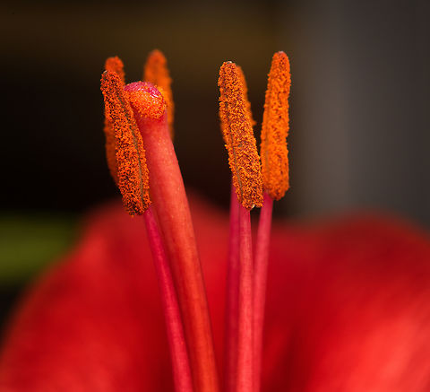 Lilium bulbiferum (red) - stamen and stigma closeup, Heesch, Netherlands Cultivated indoor plant.
https://www.jungledragon.com/image/135760/lilium_bulbiferum_red_-_flower_core_heesch_netherlands.html
https://www.jungledragon.com/image/135757/lilium_bulbiferum_red_heesch_netherlands.html
https://www.jungledragon.com/image/135761/lilium_bulbiferum_red_-_stamen_heesch_netherlands.html
https://www.jungledragon.com/image/135759/lilium_bulbiferum_red_-_stamen_and_stigma_heesch_netherlands.html
 Diffuser,Europe,Fire lily,Heesch,Lilium bulbiferum,Netherlands,World,the Netherlands