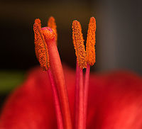 Lilium bulbiferum (red) - stamen and stigma closeup, Heesch, Netherlands Cultivated indoor plant.<br />
https://www.jungledragon.com/image/135760/lilium_bulbiferum_red_-_flower_core_heesch_netherlands.html<br />
https://www.jungledragon.com/image/135757/lilium_bulbiferum_red_heesch_netherlands.html<br />
https://www.jungledragon.com/image/135761/lilium_bulbiferum_red_-_stamen_heesch_netherlands.html<br />
https://www.jungledragon.com/image/135759/lilium_bulbiferum_red_-_stamen_and_stigma_heesch_netherlands.html<br />
Diffuser,Europe,Fire lily,Heesch,Lilium bulbiferum,Netherlands,World,the Netherlands