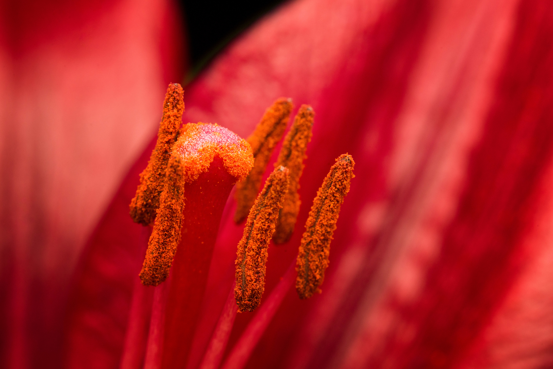 Lilium bulbiferum (red) - stamen and stigma, Heesch, Netherlands Cultivated indoor plant.<br />
<figure class="photo"><a href="https://www.jungledragon.com/image/135760/lilium_bulbiferum_red_-_flower_core_heesch_netherlands.html" title="Lilium bulbiferum (red) - flower core, Heesch, Netherlands"><img src="https://s3.amazonaws.com/media.jungledragon.com/images/2/135760_thumb.jpg?AWSAccessKeyId=05GMT0V3GWVNE7GGM1R2&Expires=1769040010&Signature=7V1Mx6LUn2R7IphO%2FJi%2BJ37gqrQ%3D" width="200" height="134" alt="Lilium bulbiferum (red) - flower core, Heesch, Netherlands Cultivated indoor plant.<br />
https://www.jungledragon.com/image/135757/lilium_bulbiferum_red_heesch_netherlands.html<br />
https://www.jungledragon.com/image/135761/lilium_bulbiferum_red_-_stamen_heesch_netherlands.html<br />
https://www.jungledragon.com/image/135758/lilium_bulbiferum_red_-_stamen_and_stigma_closeup_heesch_netherlands.html<br />
https://www.jungledragon.com/image/135759/lilium_bulbiferum_red_-_stamen_and_stigma_heesch_netherlands.html<br />
 Diffuser,Europe,Fire lily,Heesch,Lilium bulbiferum,Netherlands,World,the Netherlands" /></a></figure><br />
<figure class="photo"><a href="https://www.jungledragon.com/image/135757/lilium_bulbiferum_red_heesch_netherlands.html" title="Lilium bulbiferum (red), Heesch, Netherlands"><img src="https://s3.amazonaws.com/media.jungledragon.com/images/2/135757_thumb.jpg?AWSAccessKeyId=05GMT0V3GWVNE7GGM1R2&Expires=1769040010&Signature=Vpdfk4%2FzalcXlfGSRoIL5xXTh0I%3D" width="102" height="152" alt="Lilium bulbiferum (red), Heesch, Netherlands Cultivated indoor plant.<br />
https://www.jungledragon.com/image/135760/lilium_bulbiferum_red_-_flower_core_heesch_netherlands.html<br />
https://www.jungledragon.com/image/135761/lilium_bulbiferum_red_-_stamen_heesch_netherlands.html<br />
https://www.jungledragon.com/image/135758/lilium_bulbiferum_red_-_stamen_and_stigma_closeup_heesch_netherlands.html<br />
https://www.jungledragon.com/image/135759/lilium_bulbiferum_red_-_stamen_and_stigma_heesch_netherlands.html<br />
 Diffuser,Europe,Fire lily,Heesch,Lilium bulbiferum,Netherlands,World,the Netherlands" /></a></figure><br />
<figure class="photo"><a href="https://www.jungledragon.com/image/135761/lilium_bulbiferum_red_-_stamen_heesch_netherlands.html" title="Lilium bulbiferum (red) - stamen, Heesch, Netherlands"><img src="https://s3.amazonaws.com/media.jungledragon.com/images/2/135761_thumb.jpg?AWSAccessKeyId=05GMT0V3GWVNE7GGM1R2&Expires=1769040010&Signature=UjBLXklycr6I7Wh6TmnlEf%2FHdIg%3D" width="200" height="134" alt="Lilium bulbiferum (red) - stamen, Heesch, Netherlands Cultivated indoor plant.<br />
https://www.jungledragon.com/image/135760/lilium_bulbiferum_red_-_flower_core_heesch_netherlands.html<br />
https://www.jungledragon.com/image/135757/lilium_bulbiferum_red_heesch_netherlands.html<br />
https://www.jungledragon.com/image/135758/lilium_bulbiferum_red_-_stamen_and_stigma_closeup_heesch_netherlands.html<br />
https://www.jungledragon.com/image/135759/lilium_bulbiferum_red_-_stamen_and_stigma_heesch_netherlands.html<br />
 Diffuser,Europe,Fire lily,Heesch,Lilium bulbiferum,Netherlands,World,the Netherlands" /></a></figure><br />
<figure class="photo"><a href="https://www.jungledragon.com/image/135758/lilium_bulbiferum_red_-_stamen_and_stigma_closeup_heesch_netherlands.html" title="Lilium bulbiferum (red) - stamen and stigma closeup, Heesch, Netherlands"><img src="https://s3.amazonaws.com/media.jungledragon.com/images/2/135758_thumb.jpg?AWSAccessKeyId=05GMT0V3GWVNE7GGM1R2&Expires=1769040010&Signature=Xx%2BSjodiNptnEPGIgR7RG%2F0zjTI%3D" width="200" height="184" alt="Lilium bulbiferum (red) - stamen and stigma closeup, Heesch, Netherlands Cultivated indoor plant.<br />
https://www.jungledragon.com/image/135760/lilium_bulbiferum_red_-_flower_core_heesch_netherlands.html<br />
https://www.jungledragon.com/image/135757/lilium_bulbiferum_red_heesch_netherlands.html<br />
https://www.jungledragon.com/image/135761/lilium_bulbiferum_red_-_stamen_heesch_netherlands.html<br />
https://www.jungledragon.com/image/135759/lilium_bulbiferum_red_-_stamen_and_stigma_heesch_netherlands.html<br />
 Diffuser,Europe,Fire lily,Heesch,Lilium bulbiferum,Netherlands,World,the Netherlands" /></a></figure><br />
 Diffuser,Europe,Fire lily,Heesch,Lilium bulbiferum,Netherlands,World,the Netherlands