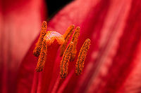 Lilium bulbiferum (red) - stamen and stigma, Heesch, Netherlands Cultivated indoor plant.<br />
https://www.jungledragon.com/image/135760/lilium_bulbiferum_red_-_flower_core_heesch_netherlands.html<br />
https://www.jungledragon.com/image/135757/lilium_bulbiferum_red_heesch_netherlands.html<br />
https://www.jungledragon.com/image/135761/lilium_bulbiferum_red_-_stamen_heesch_netherlands.html<br />
https://www.jungledragon.com/image/135758/lilium_bulbiferum_red_-_stamen_and_stigma_closeup_heesch_netherlands.html<br />
Diffuser,Europe,Fire lily,Heesch,Lilium bulbiferum,Netherlands,World,the Netherlands