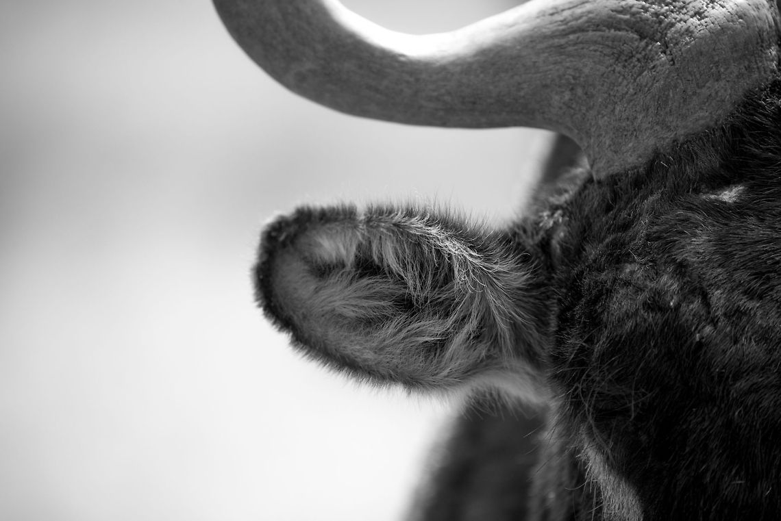 The Great Migration in Great Detail - 4 B&amp;W closeup of the ear of a Wildebeest as found on the Ngorongoro crater floor. I could now say that this body part is their major defense strategy. In the case of Wildebeests though, I doubt that this is tree. Wildebeests tend to follow those directly near them in deciding what to do when a threat occurs. Africa,Blue wildebeest,Connochaetes taurinus,Ngorongoro,Ngorongoro Crater,Serengeti area,Tanzania