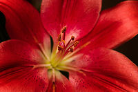 Lilium bulbiferum (red) - flower core, Heesch, Netherlands Cultivated indoor plant.<br />
https://www.jungledragon.com/image/135757/lilium_bulbiferum_red_heesch_netherlands.html<br />
https://www.jungledragon.com/image/135761/lilium_bulbiferum_red_-_stamen_heesch_netherlands.html<br />
https://www.jungledragon.com/image/135758/lilium_bulbiferum_red_-_stamen_and_stigma_closeup_heesch_netherlands.html<br />
https://www.jungledragon.com/image/135759/lilium_bulbiferum_red_-_stamen_and_stigma_heesch_netherlands.html<br />
Diffuser,Europe,Fire lily,Heesch,Lilium bulbiferum,Netherlands,World,the Netherlands