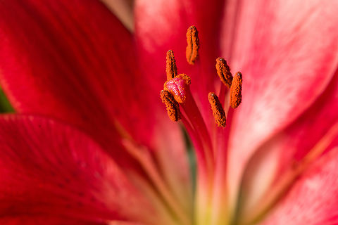 Lilium bulbiferum (red) - stamen, Heesch, Netherlands Cultivated indoor plant.
https://www.jungledragon.com/image/135760/lilium_bulbiferum_red_-_flower_core_heesch_netherlands.html
https://www.jungledragon.com/image/135757/lilium_bulbiferum_red_heesch_netherlands.html
https://www.jungledragon.com/image/135758/lilium_bulbiferum_red_-_stamen_and_stigma_closeup_heesch_netherlands.html
https://www.jungledragon.com/image/135759/lilium_bulbiferum_red_-_stamen_and_stigma_heesch_netherlands.html
 Diffuser,Europe,Fire lily,Heesch,Lilium bulbiferum,Netherlands,World,the Netherlands