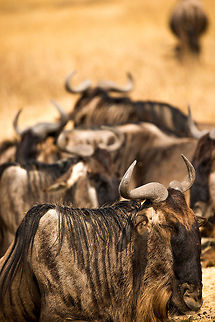 The Great Migration in Great Detail - 3 When seeing many Wildebeests, as one usually does, they come across as common grazers. Only when viewing them up close you may notice that they actually look kind of freaky. This one in front comes across to me as an evil villain. Africa,Blue wildebeest,Connochaetes taurinus,Ngorongoro,Ngorongoro Crater,Serengeti area,Tanzania