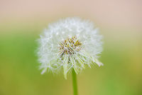 Common Dandelion, Heesch, Netherlands From our lawn in the backyard.<br />
https://www.jungledragon.com/image/135771/common_dandelion_-_flower_heesch_netherlands.html Common dandelion,Diffuser,Europe,Heesch,Netherlands,Taraxacum officinale,World,the Netherlands