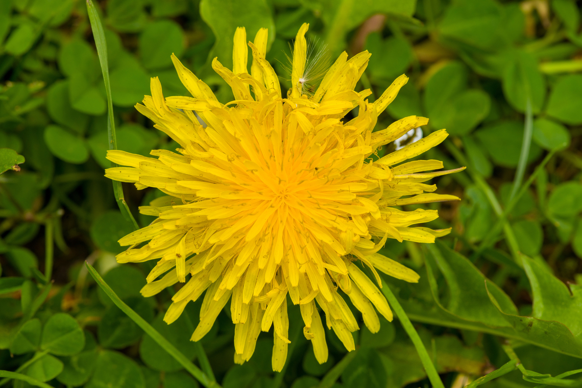 Common Dandelion - flower, Heesch, Netherlands From our lawn in the backyard.<br />
<figure class="photo"><a href="https://www.jungledragon.com/image/135770/common_dandelion_heesch_netherlands.html" title="Common Dandelion, Heesch, Netherlands"><img src="https://s3.amazonaws.com/media.jungledragon.com/images/2/135770_thumb.jpg?AWSAccessKeyId=05GMT0V3GWVNE7GGM1R2&Expires=1759968010&Signature=xAxH7onZs3ueTmilk9sB91RJAj0%3D" width="200" height="134" alt="Common Dandelion, Heesch, Netherlands From our lawn in the backyard.<br />
https://www.jungledragon.com/image/135771/common_dandelion_-_flower_heesch_netherlands.html Common dandelion,Diffuser,Europe,Heesch,Netherlands,Taraxacum officinale,World,the Netherlands" /></a></figure> Common dandelion,Diffuser,Europe,Heesch,Netherlands,Taraxacum officinale,World,the Netherlands