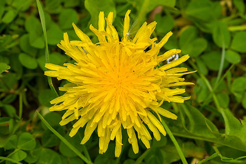 Common Dandelion - flower, Heesch, Netherlands From our lawn in the backyard.
https://www.jungledragon.com/image/135770/common_dandelion_heesch_netherlands.html Common dandelion,Diffuser,Europe,Heesch,Netherlands,Taraxacum officinale,World,the Netherlands