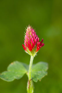 Crimson clover, Heesch, Netherlands From the backyard lawn. Crimson clover,Diffuser,Europe,Heesch,Netherlands,Trifolium incarnatum,World,the Netherlands