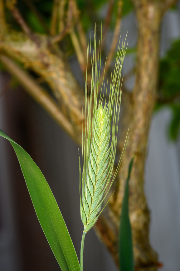 Rye, Heesch, Netherlands Found in our garden and I have no idea how it got here. By wind, I guess. Diffuser,Europe,Heesch,Netherlands,Rye,Secale cereale,World,the Netherlands