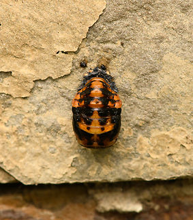 Multicolored Asian Lady Beetle - pupa, Heesch, Netherlands  Diffuser,Europe,Harmonia axyridis,Heesch,Multicolored Asian Lady Beetle,Netherlands,World,the Netherlands