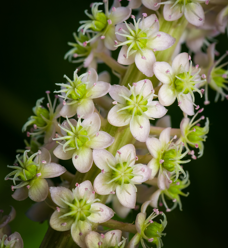 Indian Pokeweed - flowers, Heesch, Netherlands <figure class="photo"><a href="https://www.jungledragon.com/image/135778/indian_pokeweed_heesch_netherlands.html" title="Indian Pokeweed, Heesch, Netherlands"><img src="https://s3.amazonaws.com/media.jungledragon.com/images/2/135778_thumb.jpg?AWSAccessKeyId=05GMT0V3GWVNE7GGM1R2&Expires=1769040010&Signature=b59kEMAkTkDZSuVHPdxUoE6dEkQ%3D" width="102" height="152" alt="Indian Pokeweed, Heesch, Netherlands https://www.jungledragon.com/image/135777/indian_pokeweed_-_flowers_heesch_netherlands.html Diffuser,Europe,Heesch,Indian pokeweed,Netherlands,Phytolacca acinosa,World,the Netherlands" /></a></figure> Diffuser,Europe,Heesch,Indian pokeweed,Netherlands,Phytolacca acinosa,World,the Netherlands