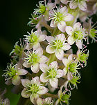 Indian Pokeweed - flowers, Heesch, Netherlands https://www.jungledragon.com/image/135778/indian_pokeweed_heesch_netherlands.html Diffuser,Europe,Heesch,Indian pokeweed,Netherlands,Phytolacca acinosa,World,the Netherlands