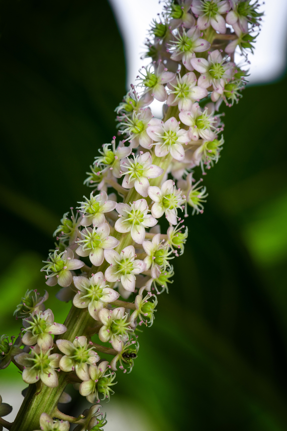Indian Pokeweed, Heesch, Netherlands <figure class="photo"><a href="https://www.jungledragon.com/image/135777/indian_pokeweed_-_flowers_heesch_netherlands.html" title="Indian Pokeweed - flowers, Heesch, Netherlands"><img src="https://s3.amazonaws.com/media.jungledragon.com/images/2/135777_thumb.jpg?AWSAccessKeyId=05GMT0V3GWVNE7GGM1R2&Expires=1769040010&Signature=oUzOgNal%2FdCZ%2FAc24Je3ehgtKbs%3D" width="142" height="152" alt="Indian Pokeweed - flowers, Heesch, Netherlands https://www.jungledragon.com/image/135778/indian_pokeweed_heesch_netherlands.html Diffuser,Europe,Heesch,Indian pokeweed,Netherlands,Phytolacca acinosa,World,the Netherlands" /></a></figure> Diffuser,Europe,Heesch,Indian pokeweed,Netherlands,Phytolacca acinosa,World,the Netherlands