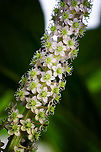 Indian Pokeweed, Heesch, Netherlands https://www.jungledragon.com/image/135777/indian_pokeweed_-_flowers_heesch_netherlands.html Diffuser,Europe,Heesch,Indian pokeweed,Netherlands,Phytolacca acinosa,World,the Netherlands