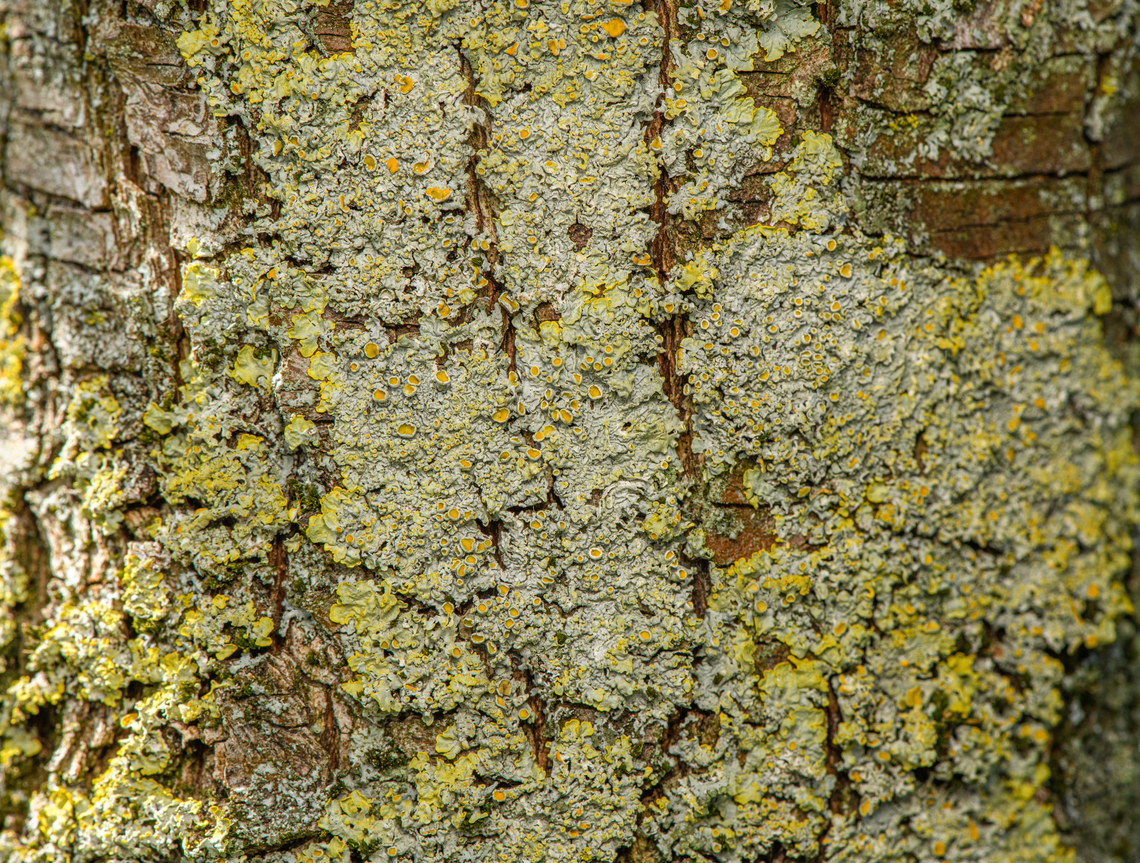 Common orange lichen, Heesch, Netherlands  Common orange lichen,Diffuser,Europe,Heesch,Netherlands,World,Xanthoria parietina,the Netherlands