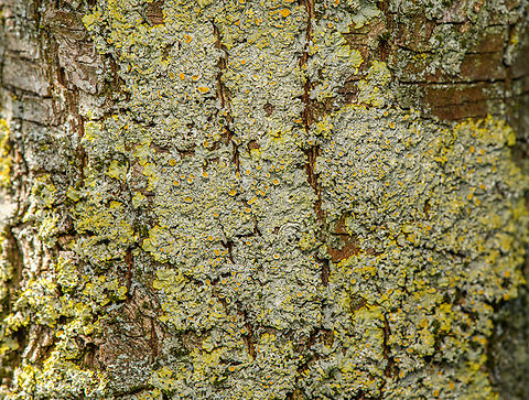 Common orange lichen, Heesch, Netherlands  Common orange lichen,Diffuser,Europe,Heesch,Netherlands,World,Xanthoria parietina,the Netherlands