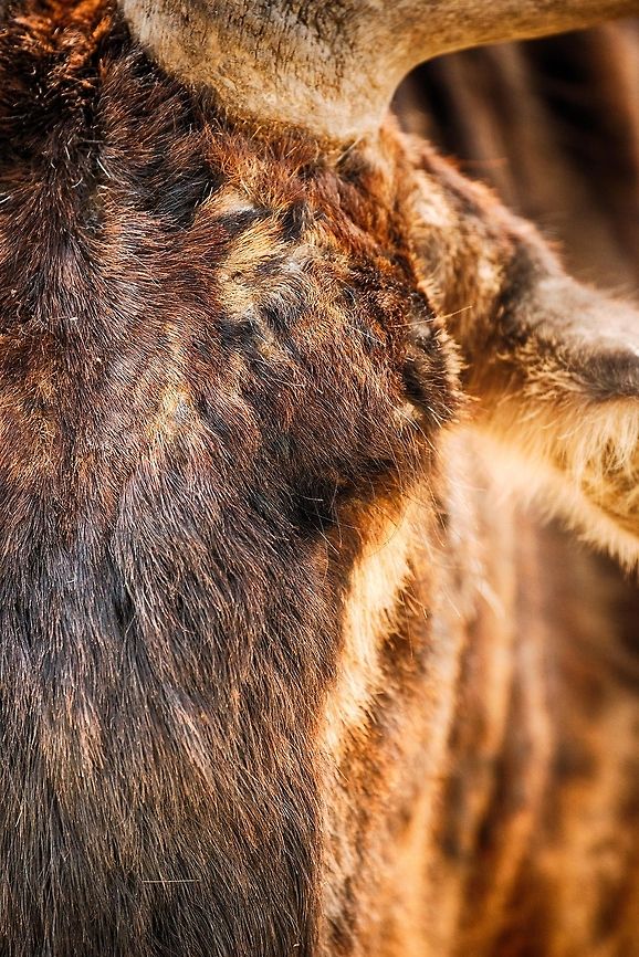 The Great Migration in Great Detail - 5 A closeup of the head and eye of a Wildebeest as found on the Ngorongoro crater floor. Their eyes are typically covered by large eye lids and lots of hair. Africa,Blue wildebeest,Connochaetes taurinus,Ngorongoro,Ngorongoro Crater,Serengeti area,Tanzania