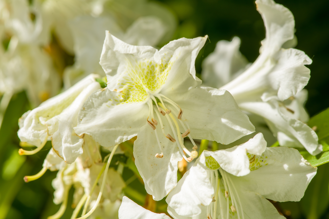 Great Rhododendron, Heesch, Netherlands Cultivated, in our garden. Diffuser,Europe,Heesch,Netherlands,Rhododendron maximum,World,the Netherlands