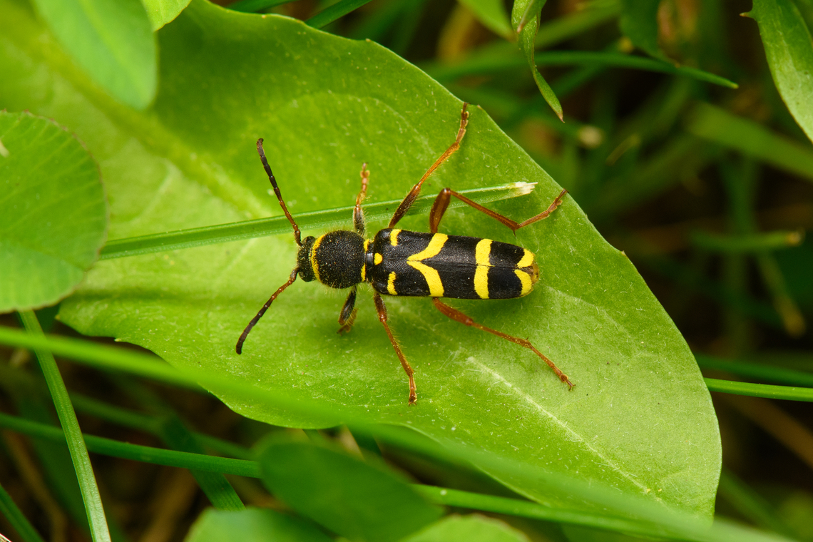 Clytus arietis, Heesch, Netherlands A longhorn beetle in disguise. Clytus arietis,Diffuser,Europe,Heesch,Netherlands,Wasp beetle,World,the Netherlands