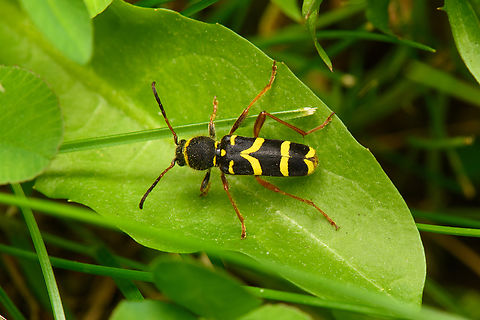 Clytus arietis, Heesch, Netherlands A longhorn beetle in disguise. Clytus arietis,Diffuser,Europe,Heesch,Netherlands,Wasp beetle,World,the Netherlands